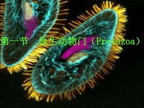 2、原生动物、海绵动物、腔肠动物
