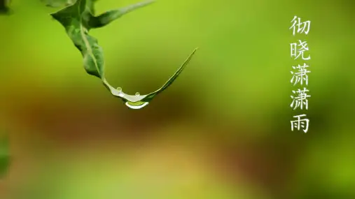 雨景 写意花鸟国画
