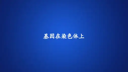 高中生物课件《基因在染色体上》