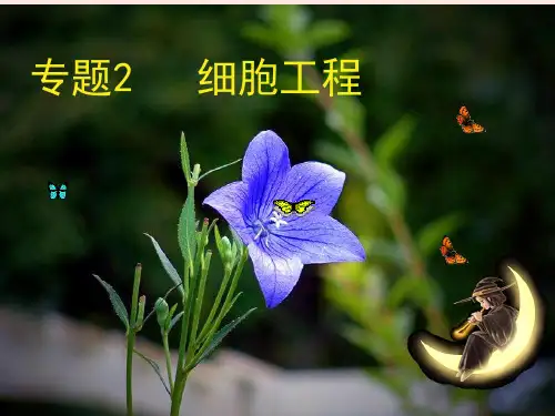 植物细胞工程.ppt