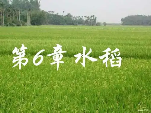 2.水稻