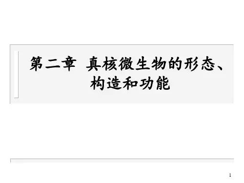 真核微生物的形态构造和功能概论