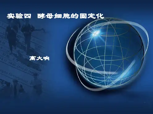 试验酵母细胞的固定化