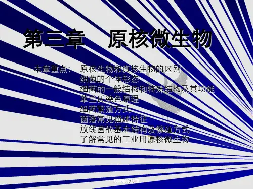 细菌和放线菌