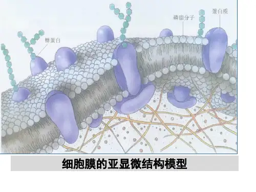 4.3 物质跨膜运输的方式