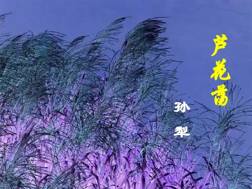语文：第2课《芦花荡》课件2(人教版八年级上)