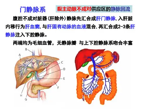 门静脉