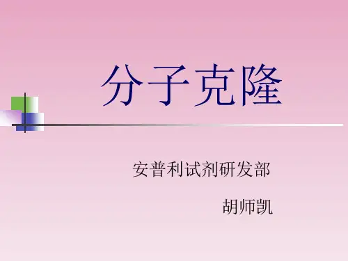 分子克隆PPT