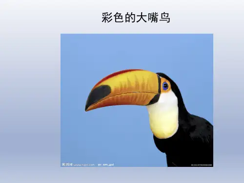 儿童绘画教学-x 彩色的大嘴鸟PPT