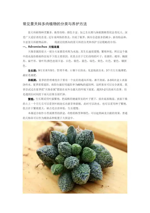 常见景天科多肉植物的分类与养护方法范文