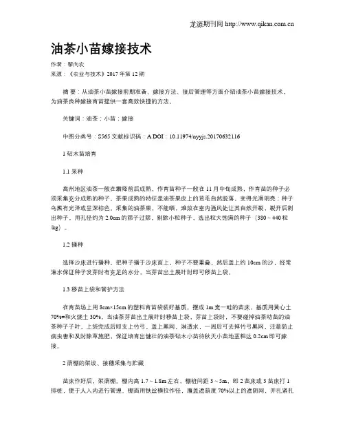 油茶小苗嫁接技术