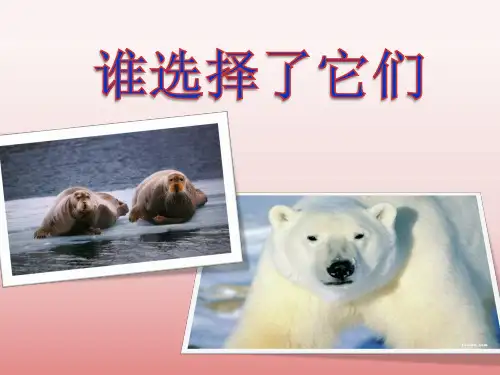 新教科版小学六年级科学上册《4.7、谁选择了它们》PPT课件(5)【精选】
