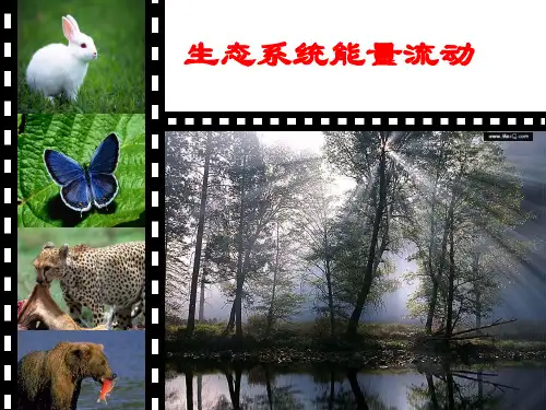 5.2生态系统中能量流动