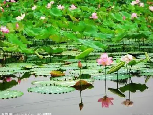小学三年科学下植物和我们教学设计