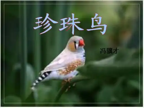 《珍珠鸟》
