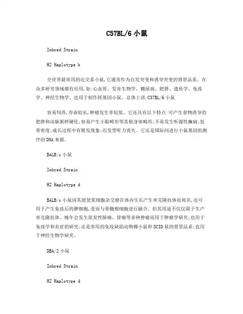 小鼠大鼠品系简介