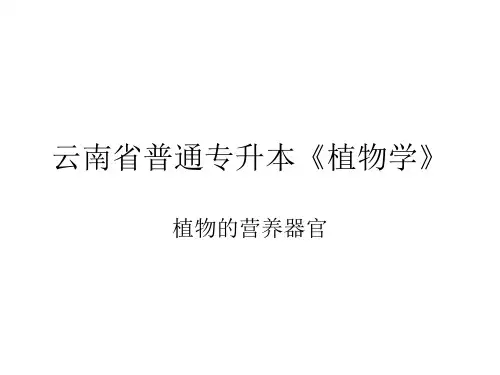 植物营养器官