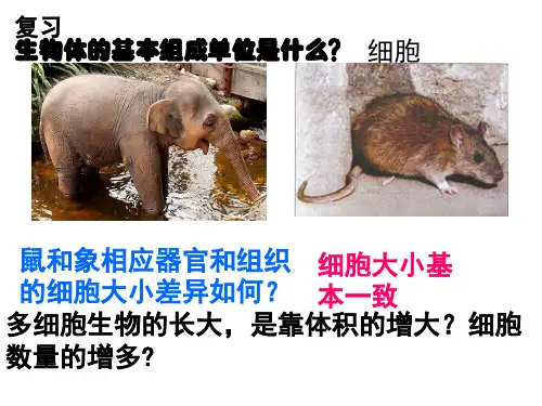 染色体姐妹染色单体