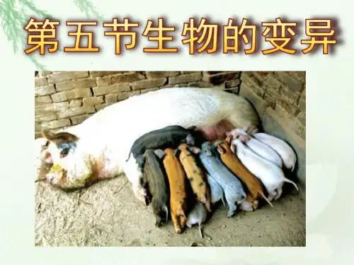 第五节生物的变异
