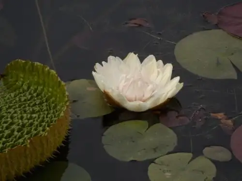 巴西亚马逊大王莲花开龙城之1