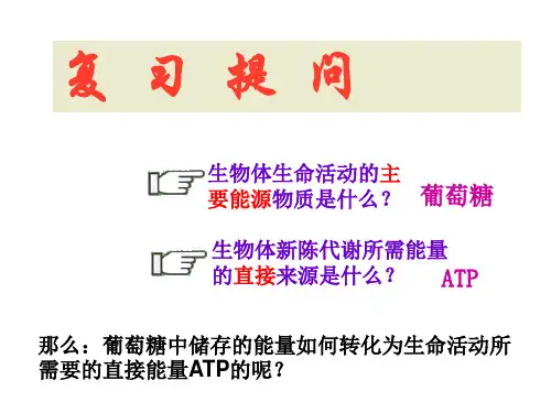 细胞呼吸第二课时