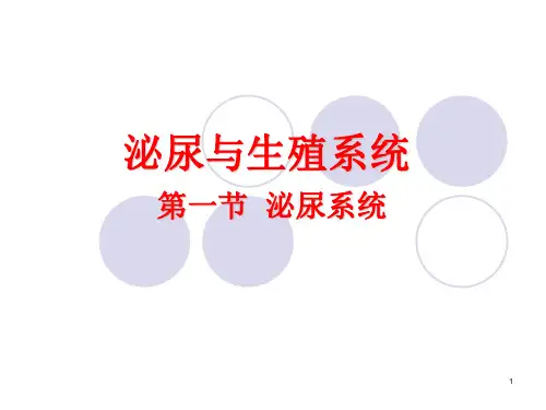 (推荐课件)泌尿生殖系统影像PPT幻灯片