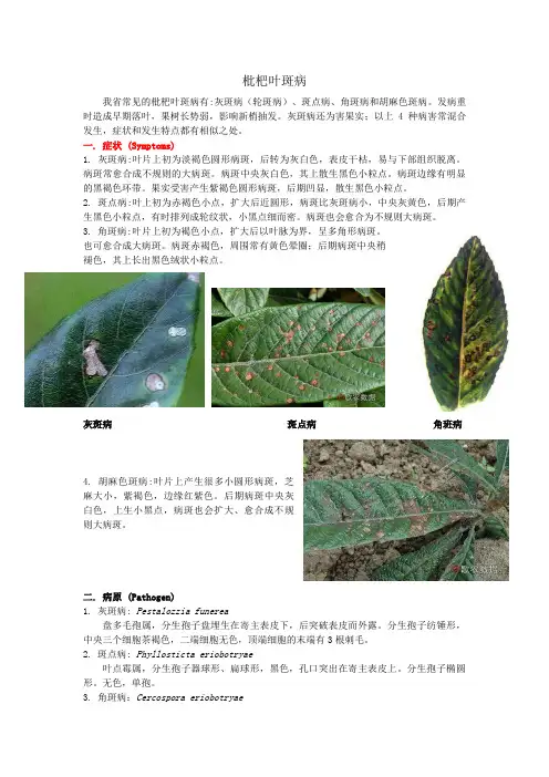 枇杷主要病虫害及防治措施