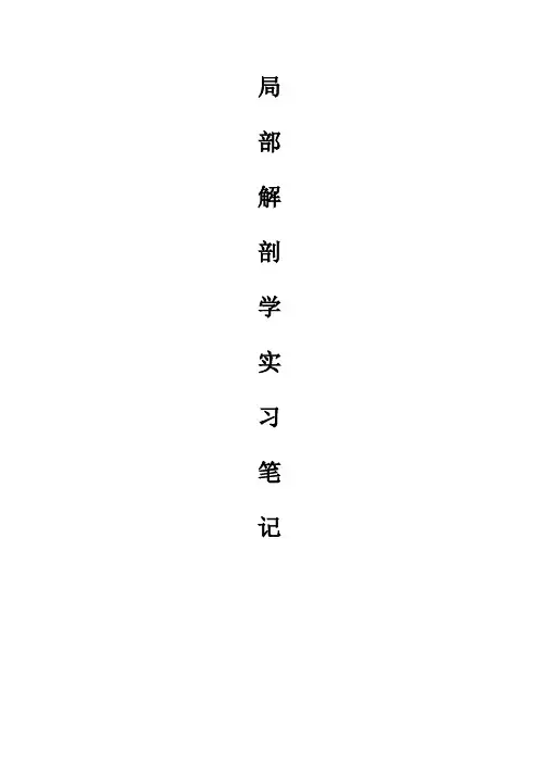 局部解剖学实习笔记