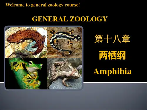 动物学教学课件：第十八章  两栖纲