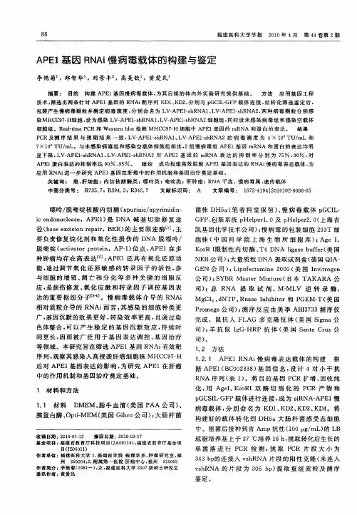 APE1基因RNAi慢病毒载体的构建与鉴定