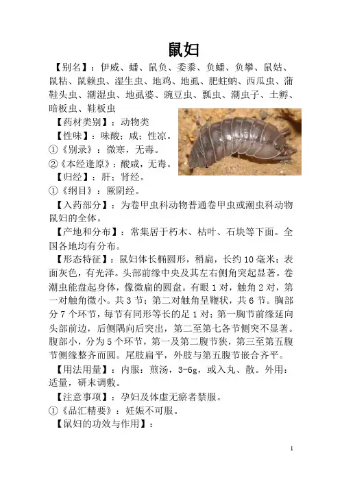 鼠妇