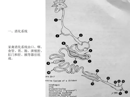 家禽解剖特点[优质PPT]