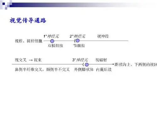【精品】PPT课件 视觉传导通路