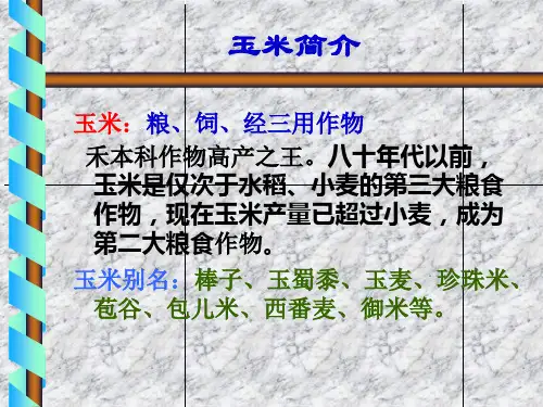 玉米育种