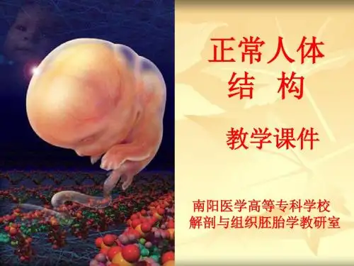 人体解剖学泌尿系统ppt课件