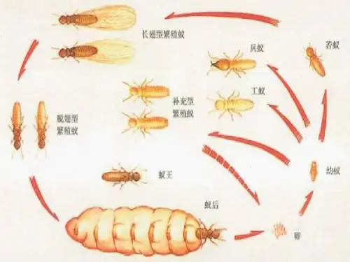 资源昆虫学