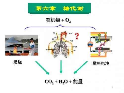 生物化学6章糖代谢