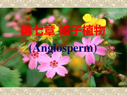 植物学课件：15 被子植物