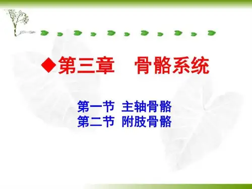 《骨骼系统》PPT课件