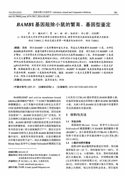 BAMBI基因敲除小鼠的繁育、基因型鉴定