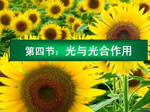 光合作用 名师讲解