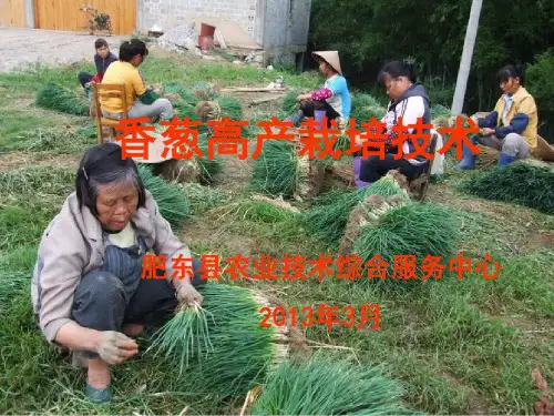 香葱高产栽培技术共32页文档