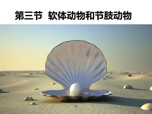 最新人教版八年级生物上第一章第三节软体动物和节肢动物