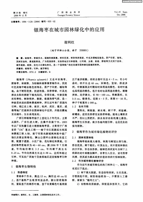 银海枣在城市园林绿化中的应用