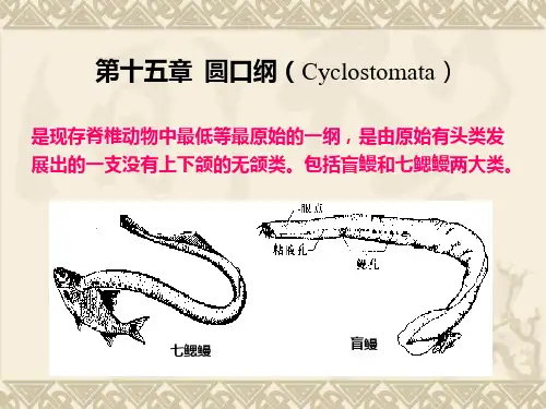 圆口纲的主要特征