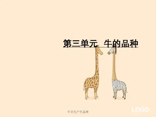 牛羊生产牛品种