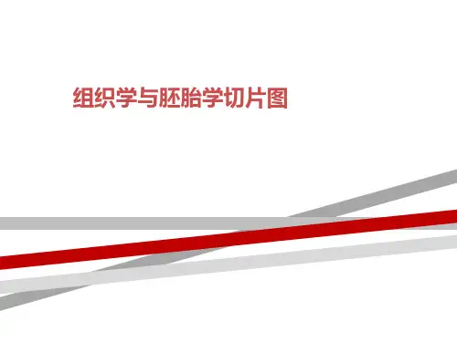 组织学与胚胎学切片图
