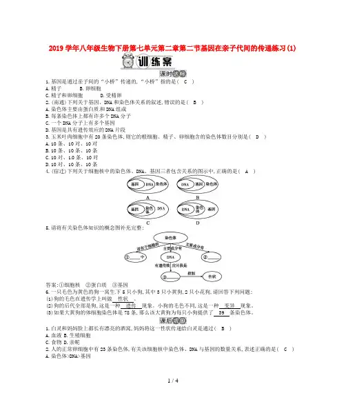2019学年八年级生物下册第七单元第二章第二节基因在亲子代间的传递练习(1)