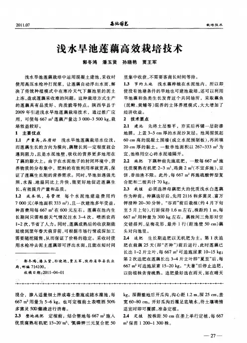 浅水旱池莲藕高效栽培技术