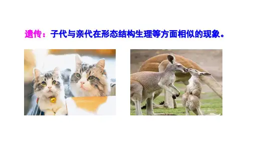 2020-2021学年高中生物人教版必修2同步刷题课件:第1章第1节孟德尔的豌豆杂交实验(一)